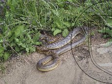 Полоз желтобрюхий (каспийский) 001